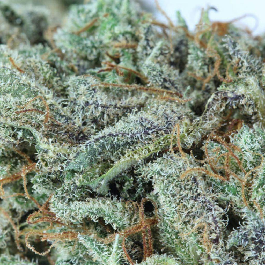4/20 Weed Deals in Colorado: Ballpark Holistic Dispensary - Denver